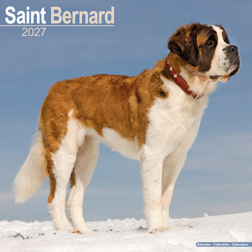Saint Bernard 2027 Square Wall Calendar