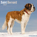 Saint Bernard 2027 Square Wall Calendar