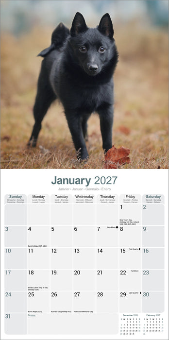Schipperke 2027 Square Wall Calendar