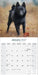 Schipperke 2027 Square Wall Calendar