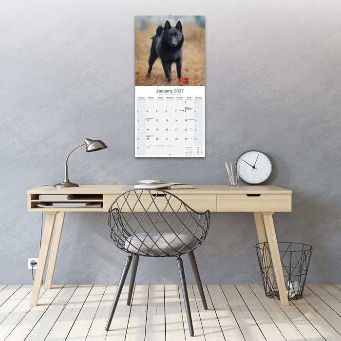 Schipperke 2027 Square Wall Calendar
