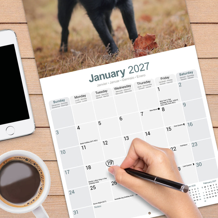 Schipperke 2027 Square Wall Calendar