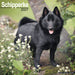 Schipperke 2027 Square Wall Calendar