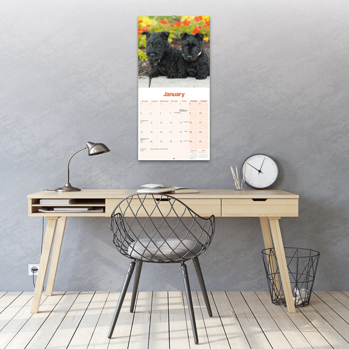 Scottish Terrier 2027 Square Wall Calendar