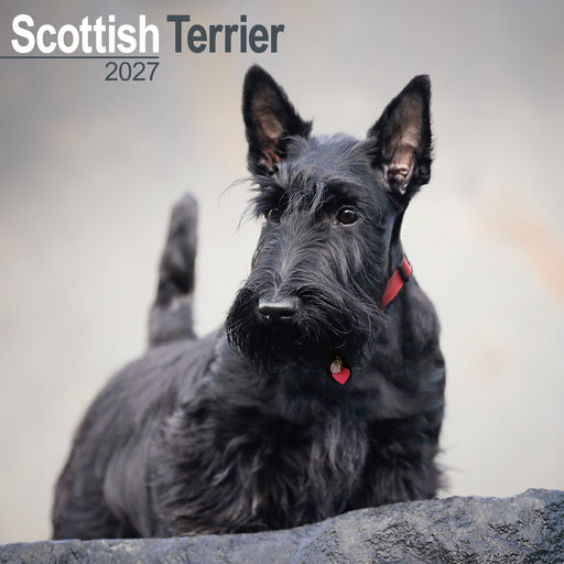 Scottish Terrier 2027 Square Wall Calendar