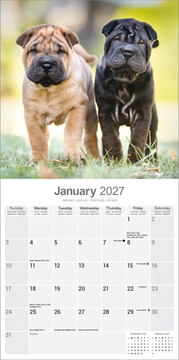 Shar Pei 2027 Square Wall Calendar