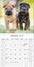Shar Pei 2027 Square Wall Calendar