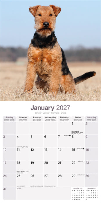 Welsh Terrier 2027 Square Wall Calendar