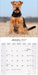 Welsh Terrier 2027 Square Wall Calendar
