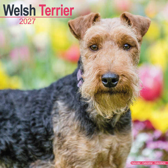 Welsh Terrier 2027 Square Wall Calendar