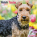 Welsh Terrier 2027 Square Wall Calendar