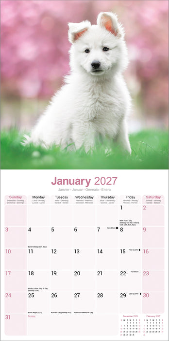 White Shepherd 2027 Square Wall Calendar