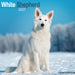 White Shepherd 2027 Square Wall Calendar