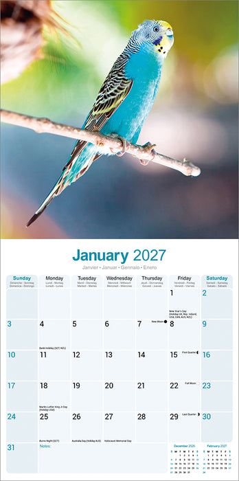 Budgerigar 2027 Square Wall Calendar