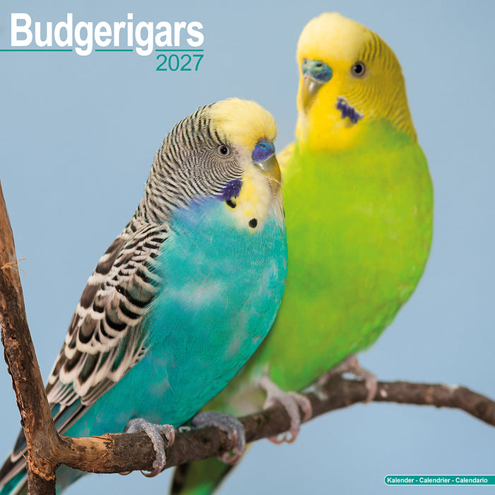 Budgerigar 2027 Square Wall Calendar