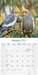 Cockatiels 2027 Square Wall Calendar