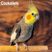 Cockatiels 2027 Square Wall Calendar