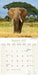 African Wildlife 2027 Square Wall Calendar