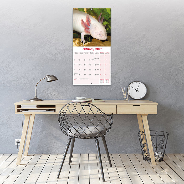 Axolotls 2027 Square Wall Calendar