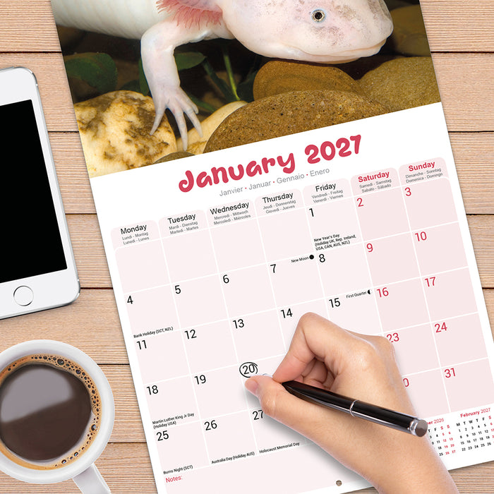 Axolotls 2027 Square Wall Calendar