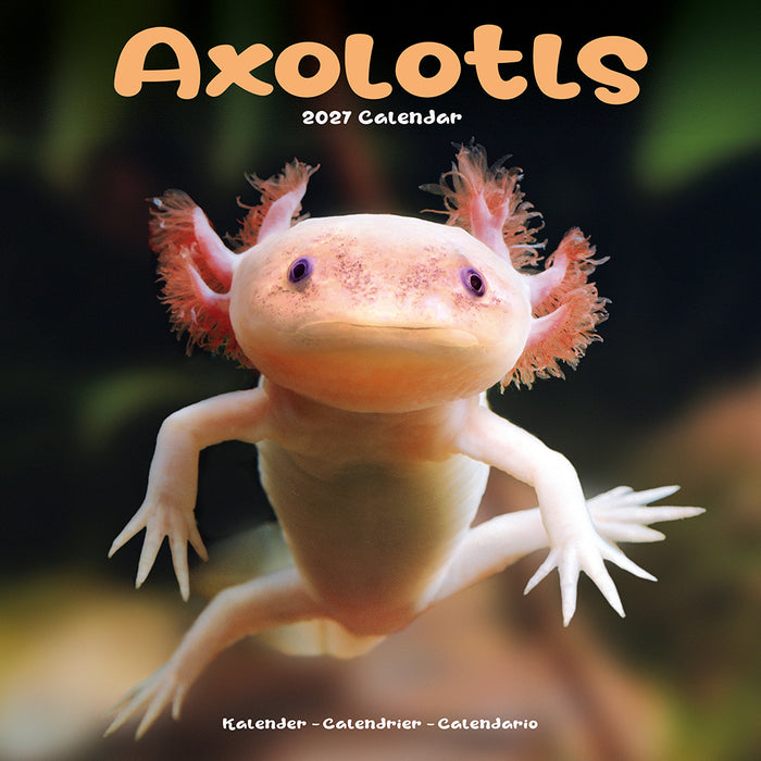 Axolotls 2027 Square Wall Calendar
