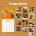 Capybara 2027 Square Wall Calendar