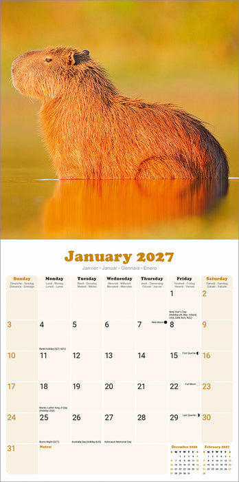Capybara 2027 Square Wall Calendar
