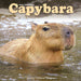 Capybara 2027 Square Wall Calendar