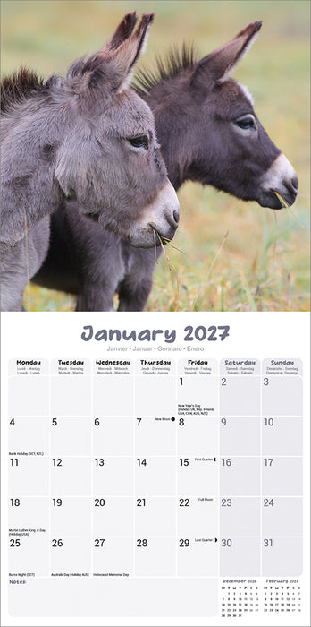 Donkeys 2027 Square Wall Calendar