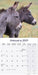 Donkeys 2027 Square Wall Calendar