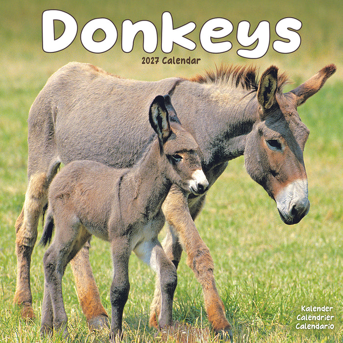 Donkeys 2027 Square Wall Calendar