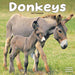 Donkeys 2027 Square Wall Calendar