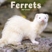 Ferrets 2027 Square Wall Calendar