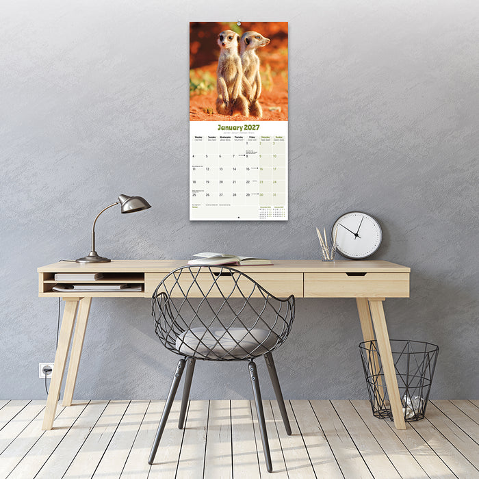 Meerkats 2027 Square Wall Calendar