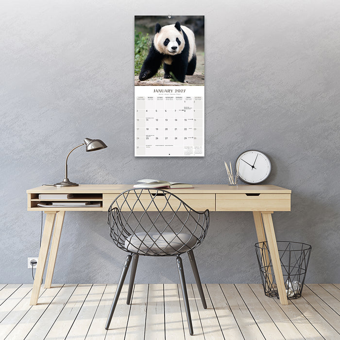 Pandas 2027 Square Wall Calendar