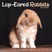 Rabbits Lop Eared 2027 Square Wall Calendar