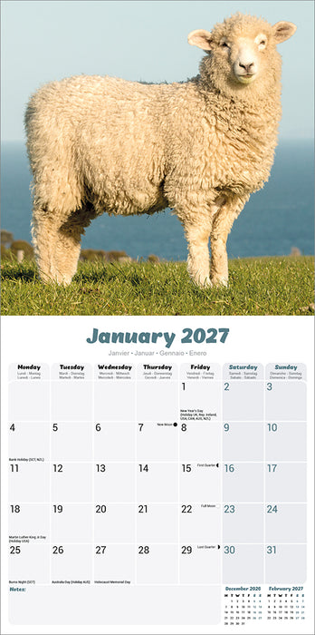 Sheep 2027 Square Wall Calendar