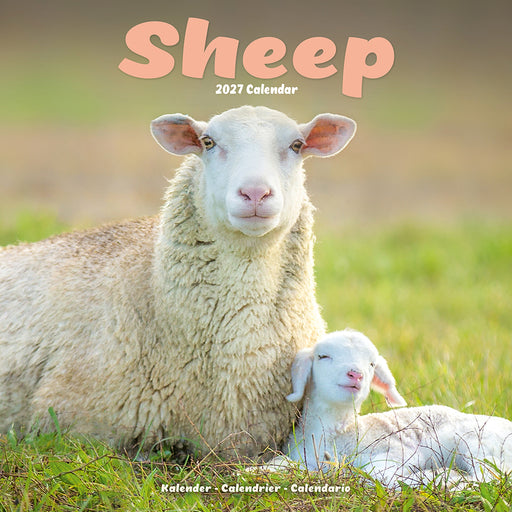 Sheep 2027 Square Wall Calendar