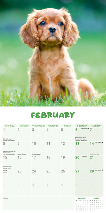 Cavalier King Charles Puppies 2027 Mini Wall Calendar