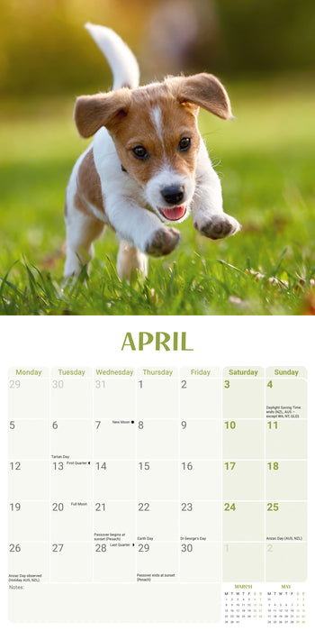 Jack Russell Puppies 2027 Mini Wall Calendar