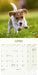Jack Russell Puppies 2027 Mini Wall Calendar