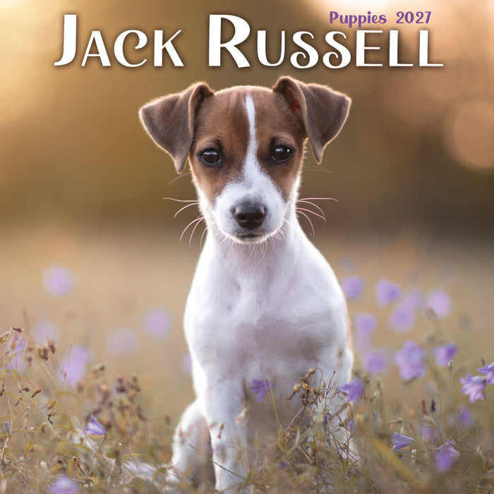 Jack Russell Puppies 2027 Mini Wall Calendar