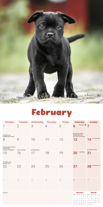Staffordshire Bull Puppies 2027 Mini Wall Calendar
