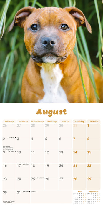 Staffordshire Bull Puppies 2027 Mini Wall Calendar