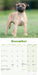 Staffordshire Bull Puppies 2027 Mini Wall Calendar