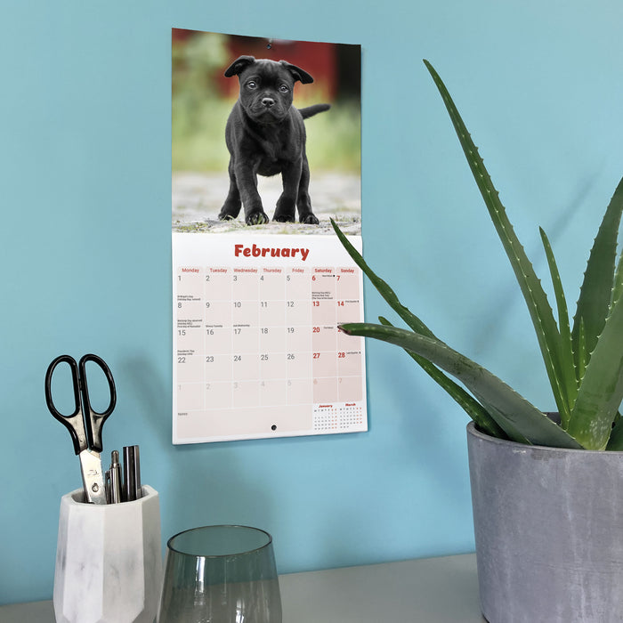 Staffordshire Bull Puppies 2027 Mini Wall Calendar