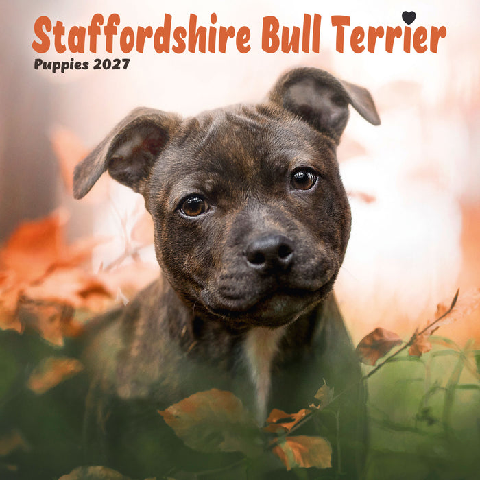 Staffordshire Bull Puppies 2027 Mini Wall Calendar