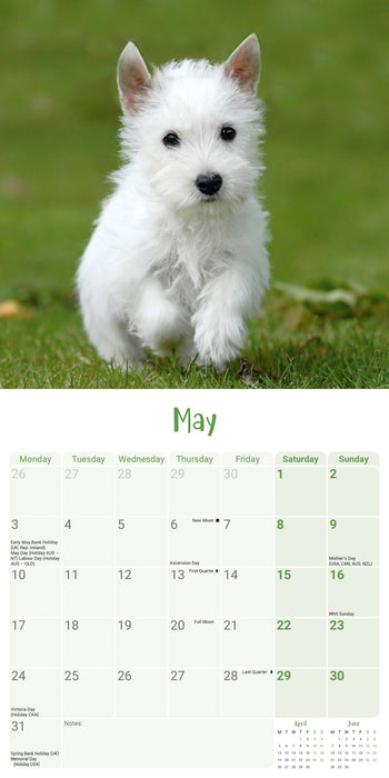 West Highland Terrier Puppies 2027 Mini Wall Calendar