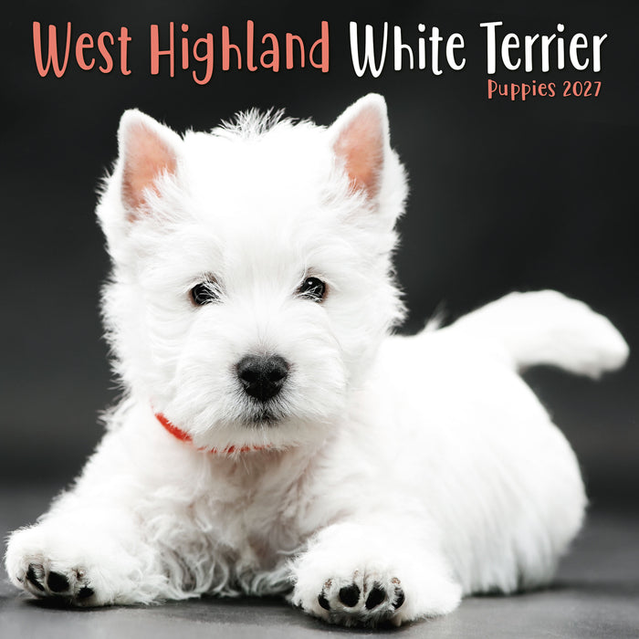 West Highland Terrier Puppies 2027 Mini Wall Calendar