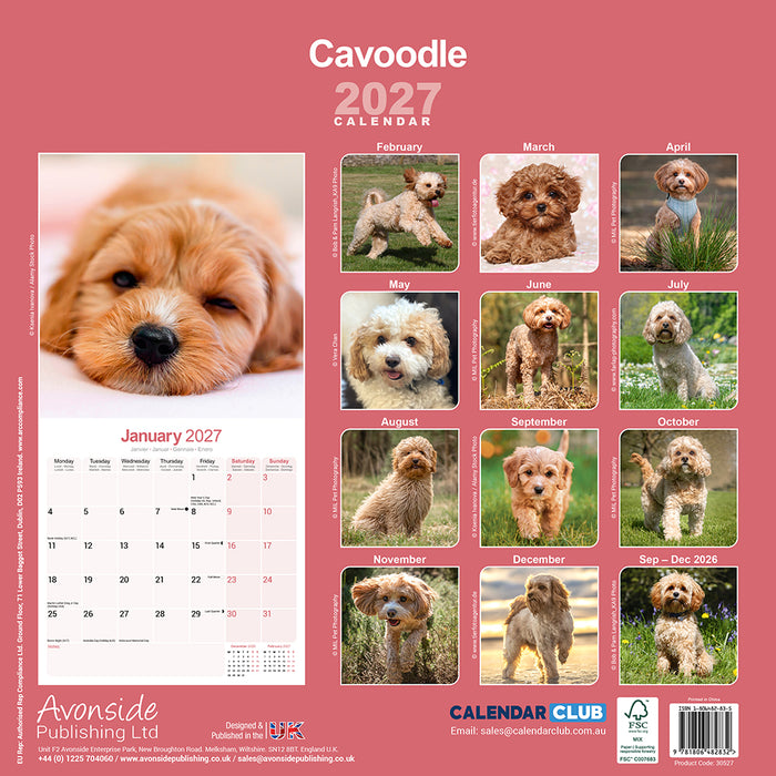 Cavoodle 2027 Square Wall Calendar